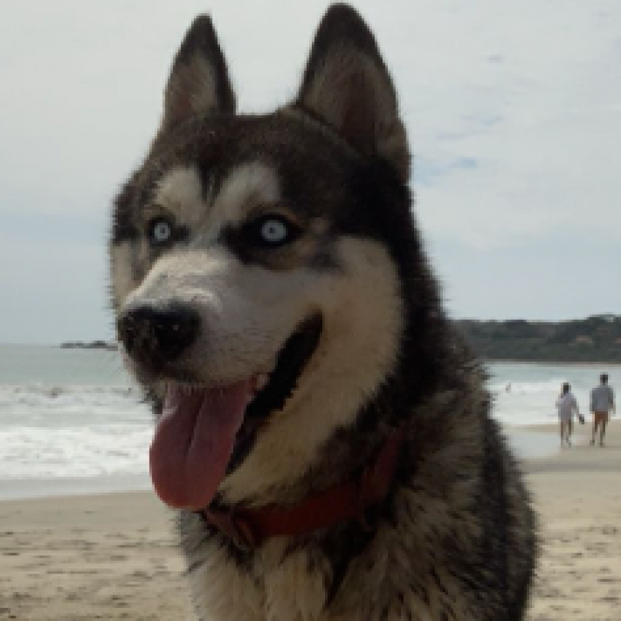 TRUNKS | Raza Husky Siberiano | Perdido