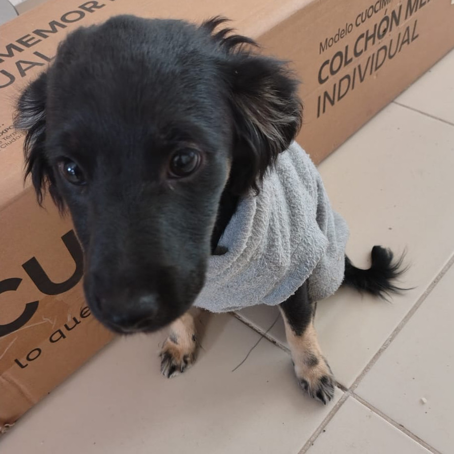  | Raza Mestiza | Encontrada