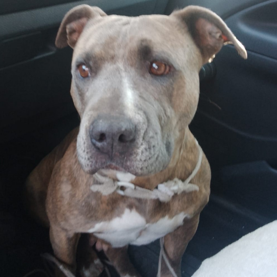 SASHA | Raza American Pitbull Terrier | Final Feliz