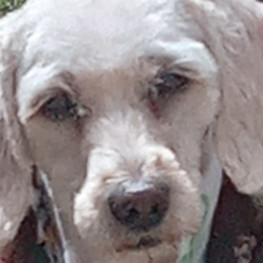 LUCRECIA | Raza French Poodle o Caniche | Perdida