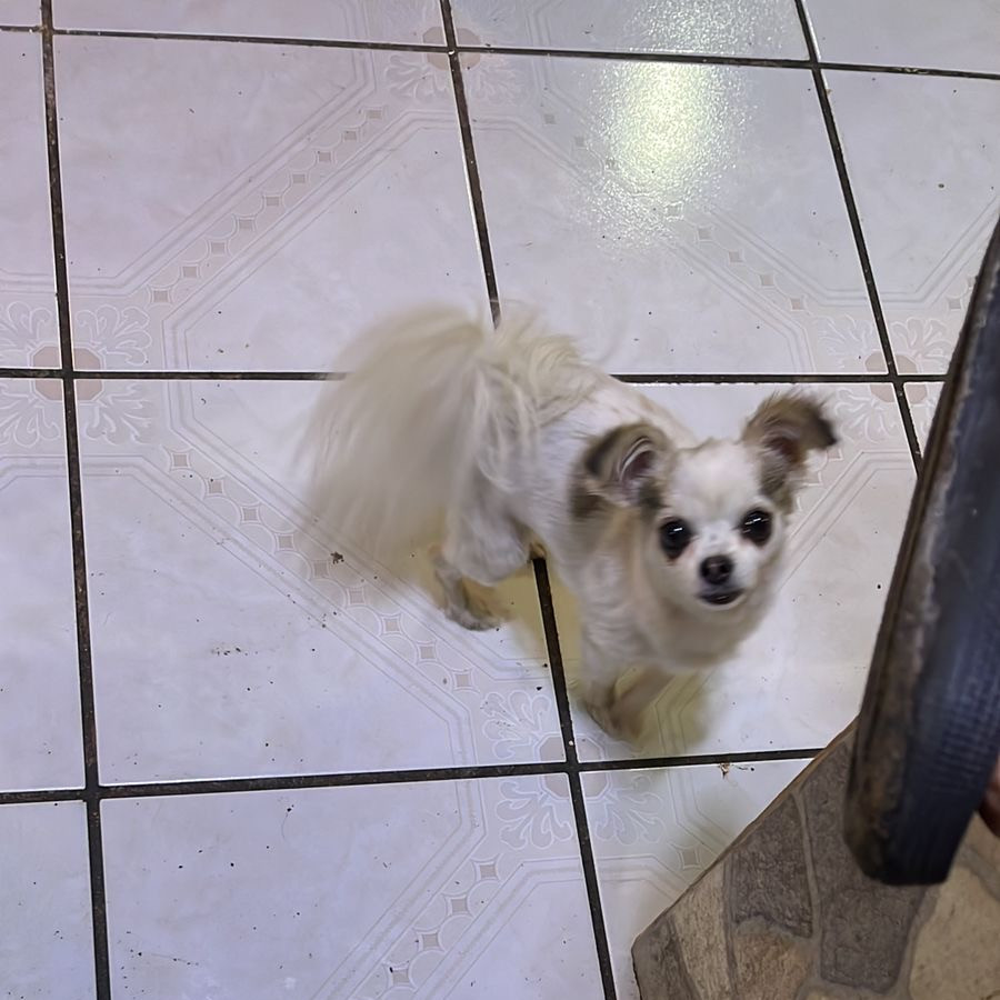 LOLA | Raza Mestiza, cruza de Chihuahua | Perdida