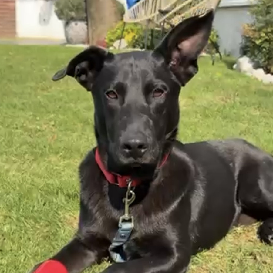  | Raza Mestizo | Encontrado