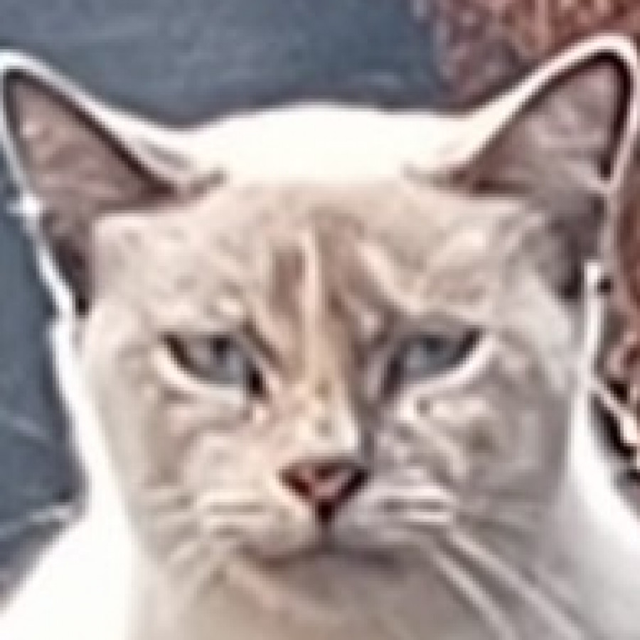 CHAMESA | Raza Aslan o Siamés moderno, punto tabby | Perdida