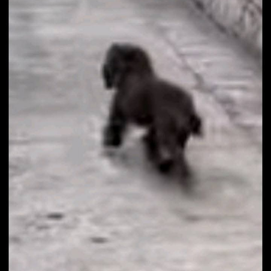 LUPITA | Raza French Poodle o Caniche | Perdida