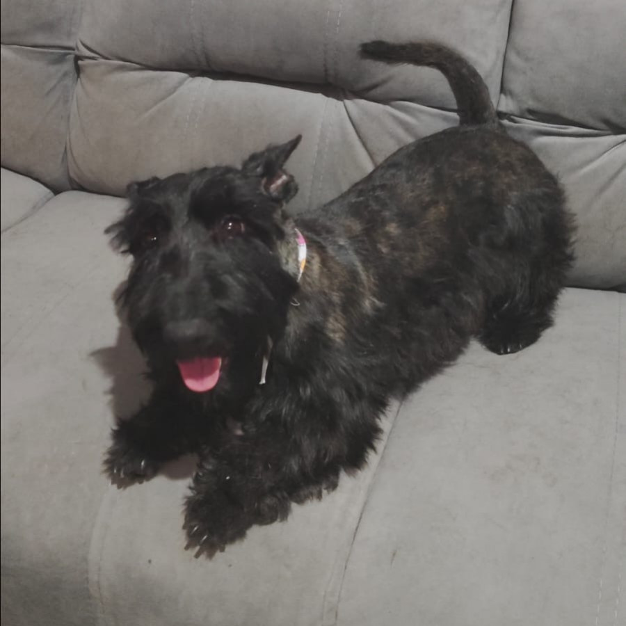 REYNA | Raza Terrier Escocés o Scottish Terrier | Final Feliz
