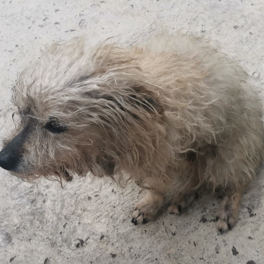 LOKY | Raza Mestizo, cruza de French Poodle | Perdido