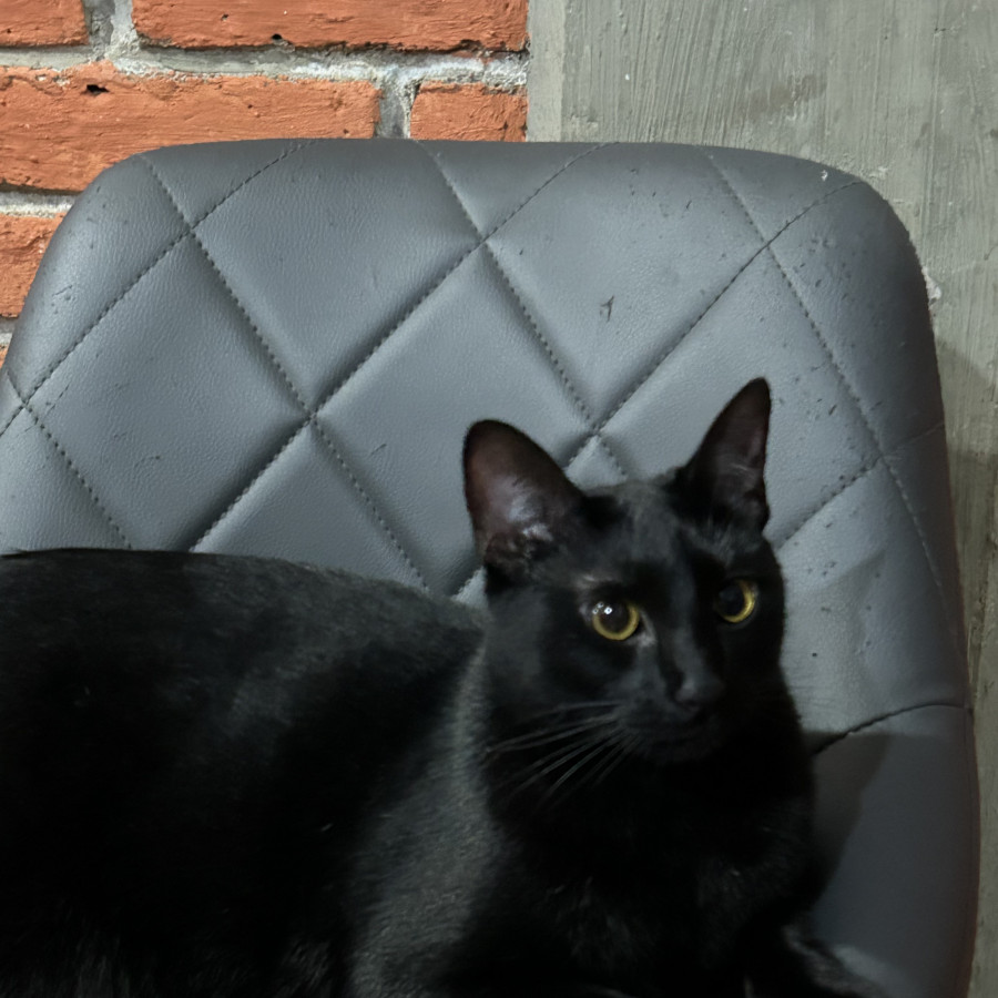 MILA | Raza Bombay | Perdida