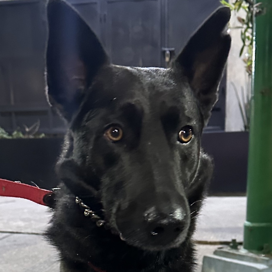  | Raza Mestizo, posible cruza de Pastor Belga | Encontrado