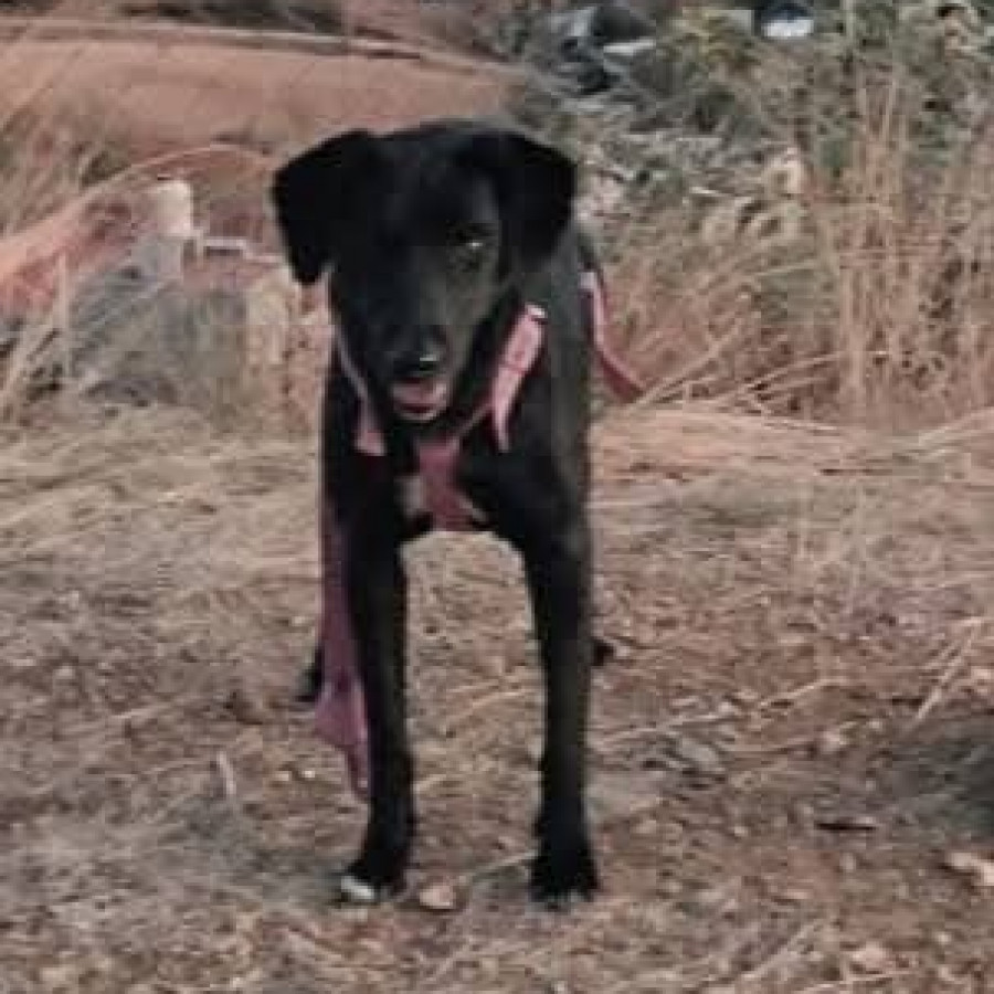 PANTERA | Raza Mestiza | Perdida