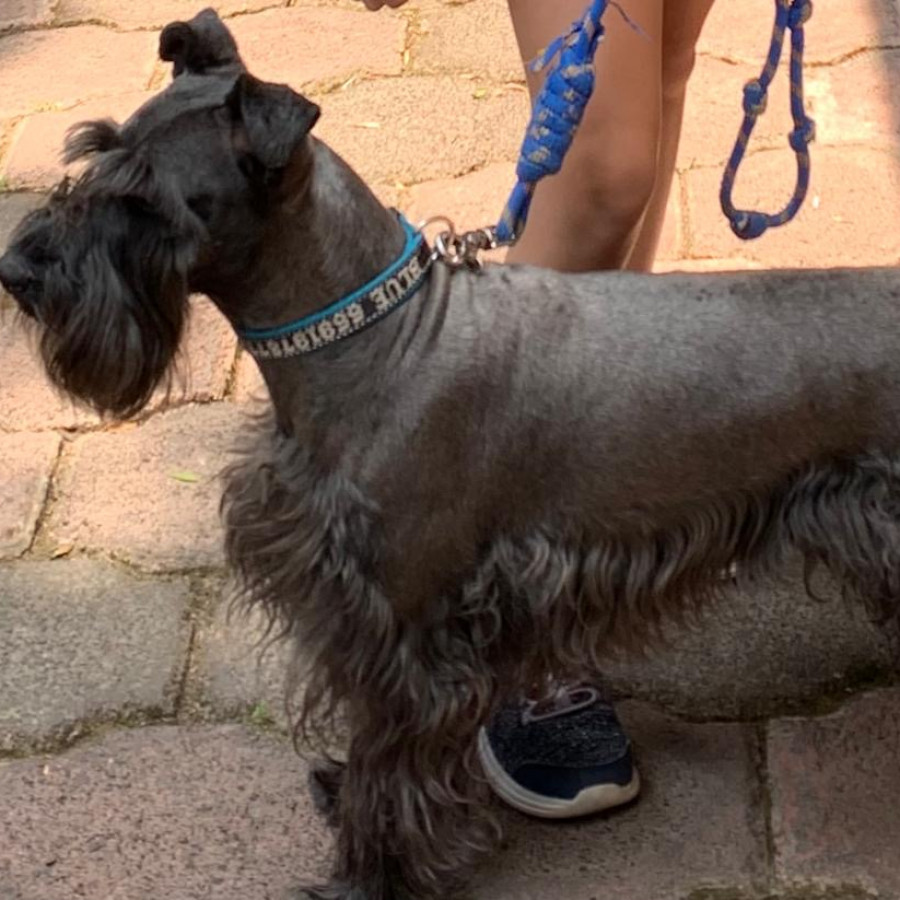 BLUE | Raza Schnauzer | Perdido