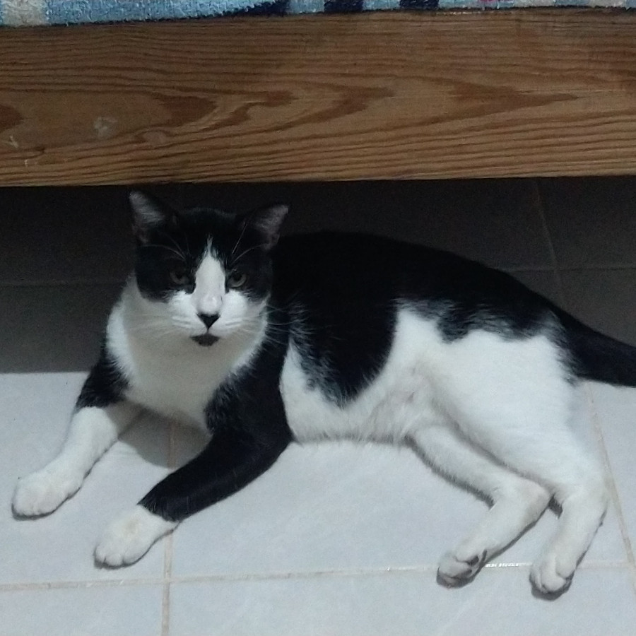 HARU | Raza Doméstico Américano de Pelo Corto | Perdido