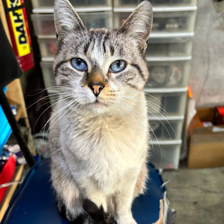 LUNA | Raza Aslan O Siamés Moderno, Punto Tabby | Perdida