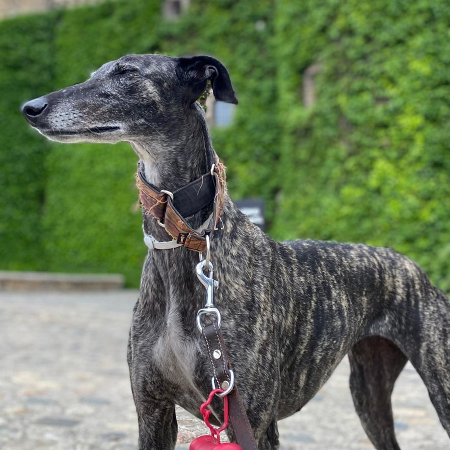 SENA | Raza Galgo Español | En Adopción