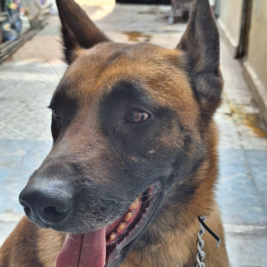 ODÍN | Raza Pastor Belga Maliniois | Perdido