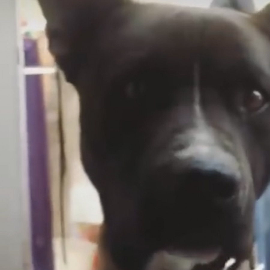 CHAPPIE | Raza Mestizo, cruza de American Pitbull Terrier | Perdido