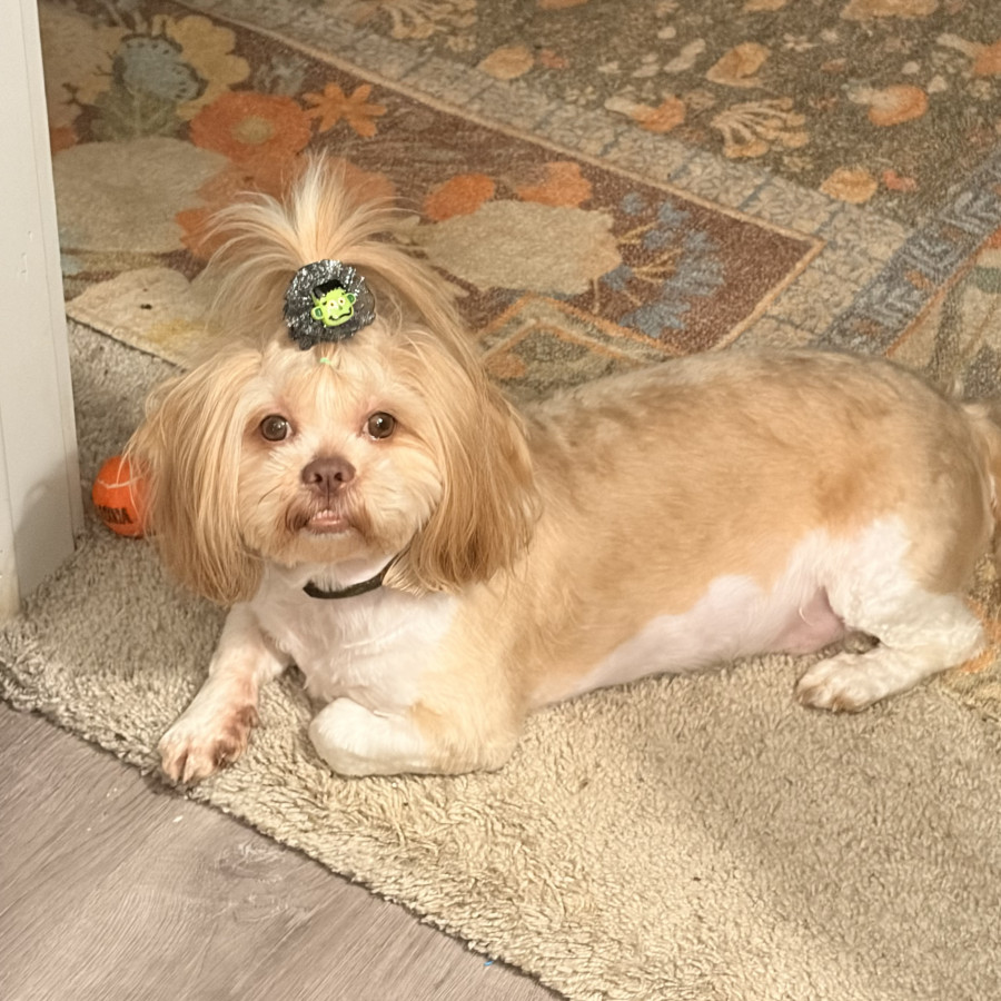 LATTE | Raza Shih Tzu  | Final Feliz