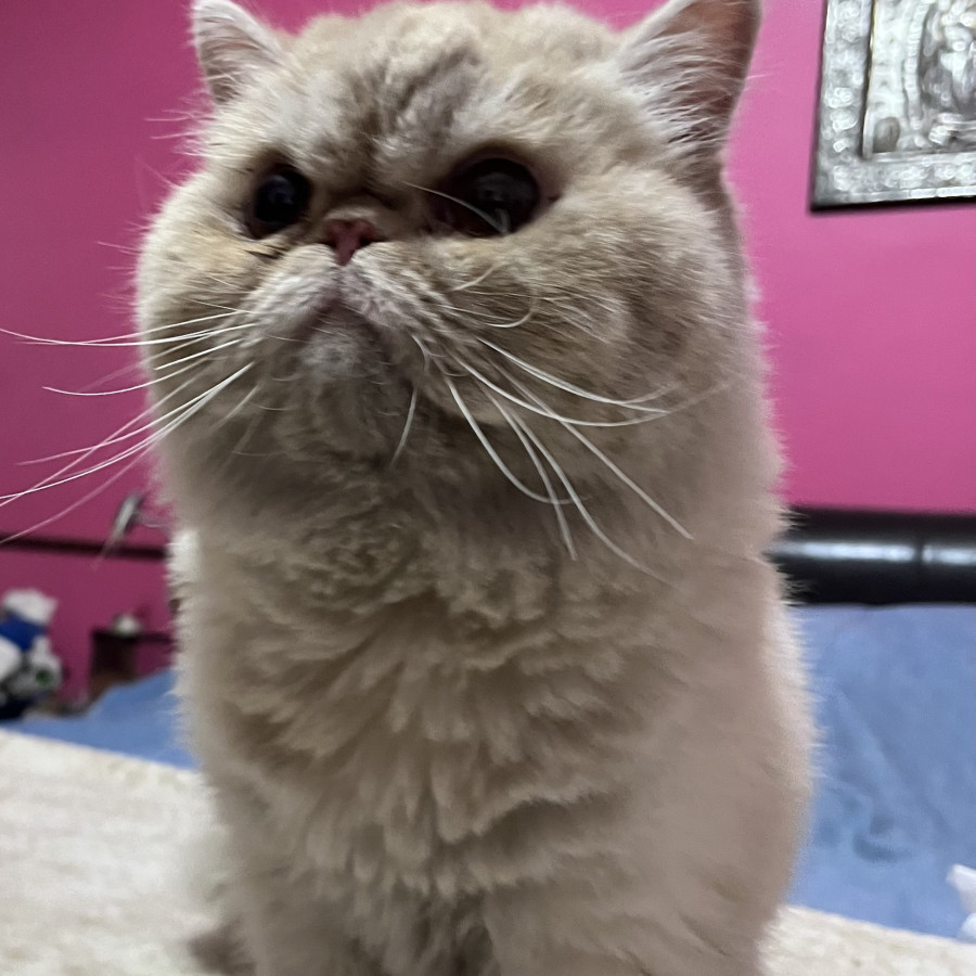  | Raza Persa | Encontrado