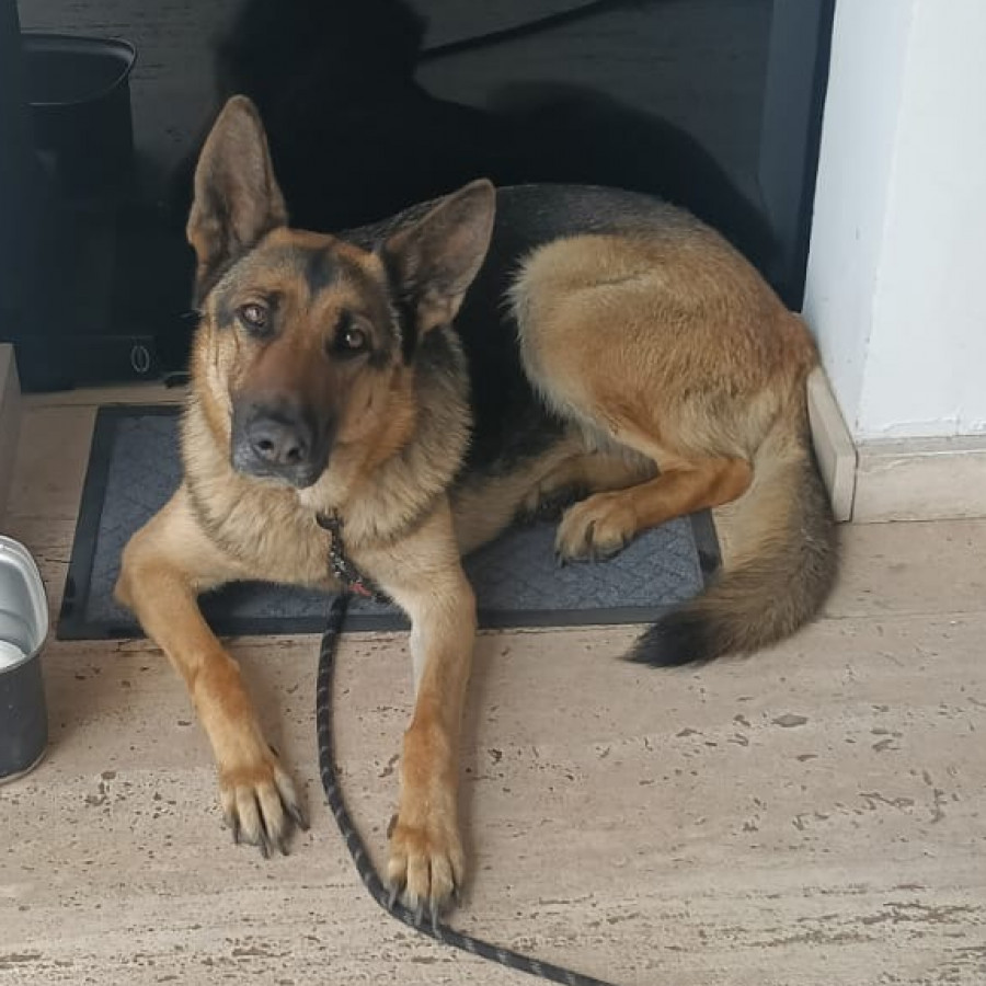  | Raza Pastor Alemán | Encontrada