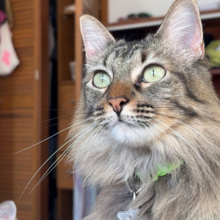 FRANCHY | Raza Doméstico Americano de pelo semilargo | Final Feliz