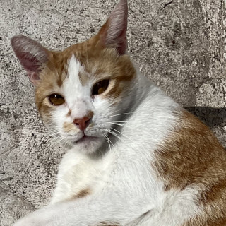 HOONIE | Raza Doméstico Américano de Pelo Corto | Perdido