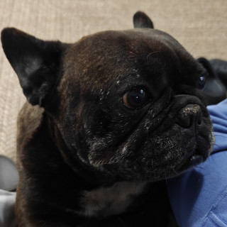 HUGUER | Raza Bulldog Francés  | Final Feliz