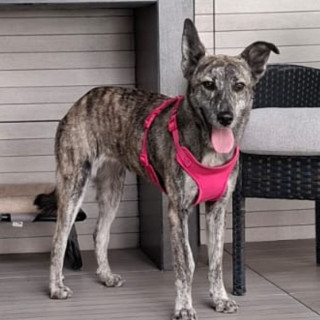 BAYLI | Raza Ganadero Australiano Blue Heeler  | Final Feliz