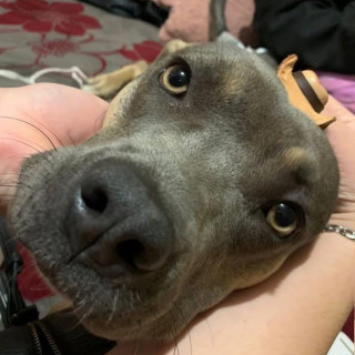 KIRA | Raza American Pitbull Terrier | Perdida