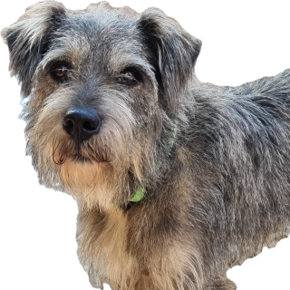  | Raza Mestizo, cruza de Schnauzer | Encontrado