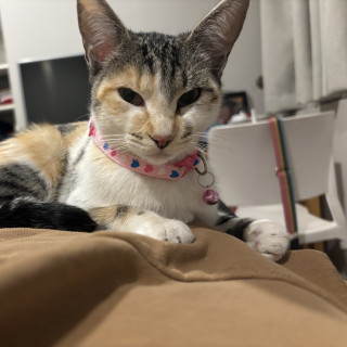MILA | Raza Calicó de pelo corto | Perdida