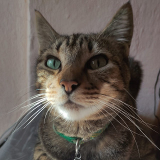 CHIP | Raza Doméstico Américano de Pelo Corto | Final Feliz