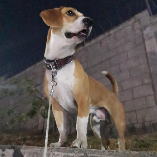 POPEYE | Raza Mestizo, cruza de Beagle | Final Feliz