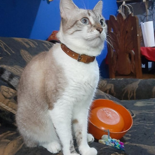Foto de YOKO
