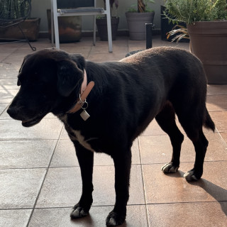 | Raza Mestizo, cruza de Labrador | Encontrada