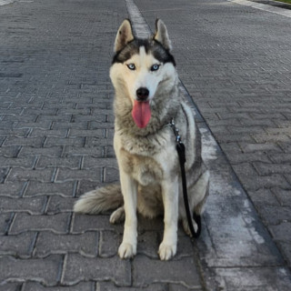 BRUJA | Raza Husky Siberiano | Perdida