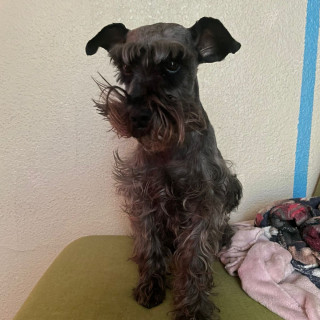 DAISY | Raza Schnauzer | Final Feliz