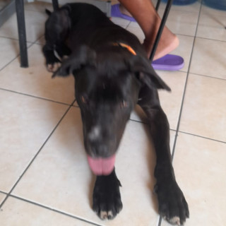  | Raza Mestizo, cruza de American Pitbull Terrier con Labrador | Encontrado