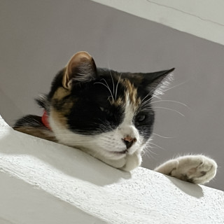 MOCA | Raza Calicó de pelo corto | En Adopción