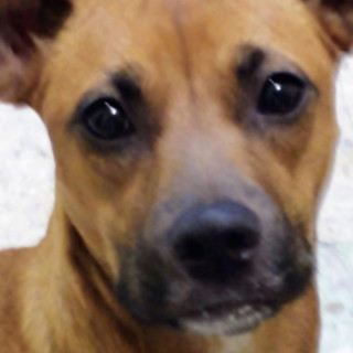 MOKA | Raza Mestiza, cruza de American Pitbull Terrier | Perdida