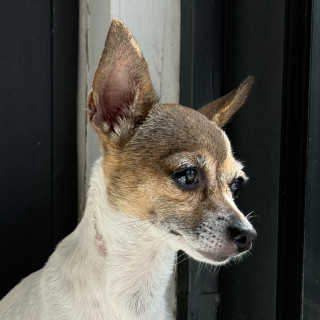 Foto de CHIKIS