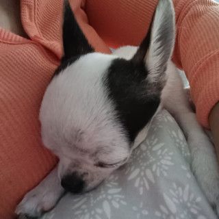PUKI | Raza Chihuahua | Perdido