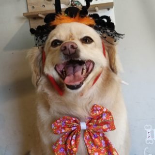 MAYA | Raza Mestiza | En Adopción