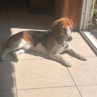 CANELO | Raza Beagle | Perdido
