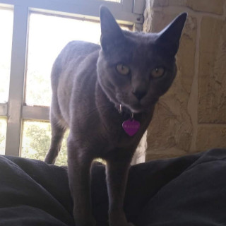 MAGGIE | Raza Ruso Azul | Final Feliz