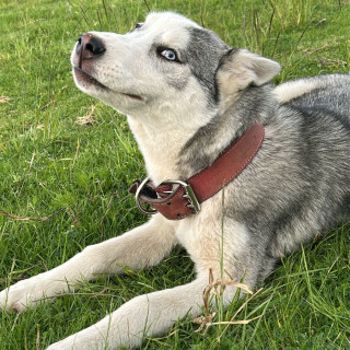 BALTO | Raza Husky Siberiano | Perdido