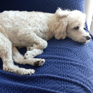 SUKY | Raza Mestiza, cruza de French Poodle | Perdida