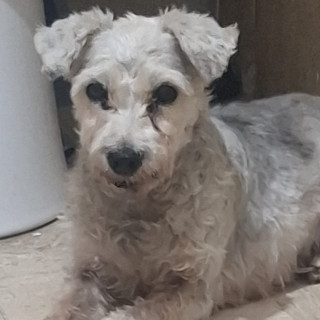  | Raza Mestiza,  cruza de Schnauzer con Poodle, (Schnoodle). | Encontrada