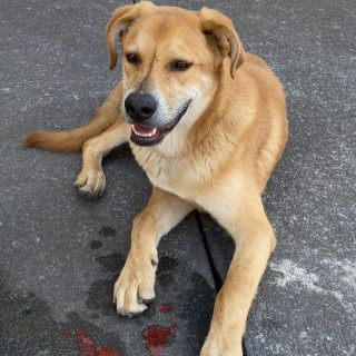  | Raza Mestizo, posible cruza de Labrador | Encontrado