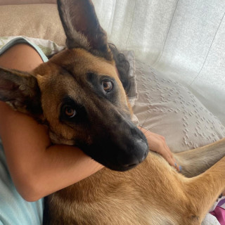 ENZO Y CANELA | Raza Pastor Belga Malinois y Bóxer | Perdido