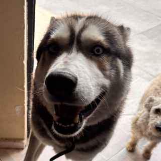 TYRION | Raza Husky Siberiano | Perdido