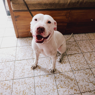 AKIRA | Raza American Pitbull Terrier | Final Feliz